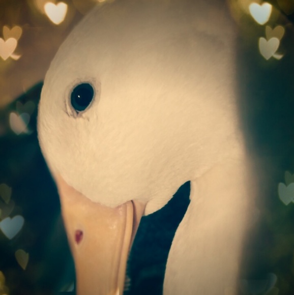 Meet your Posher, Amanda - Picture 3 of 5